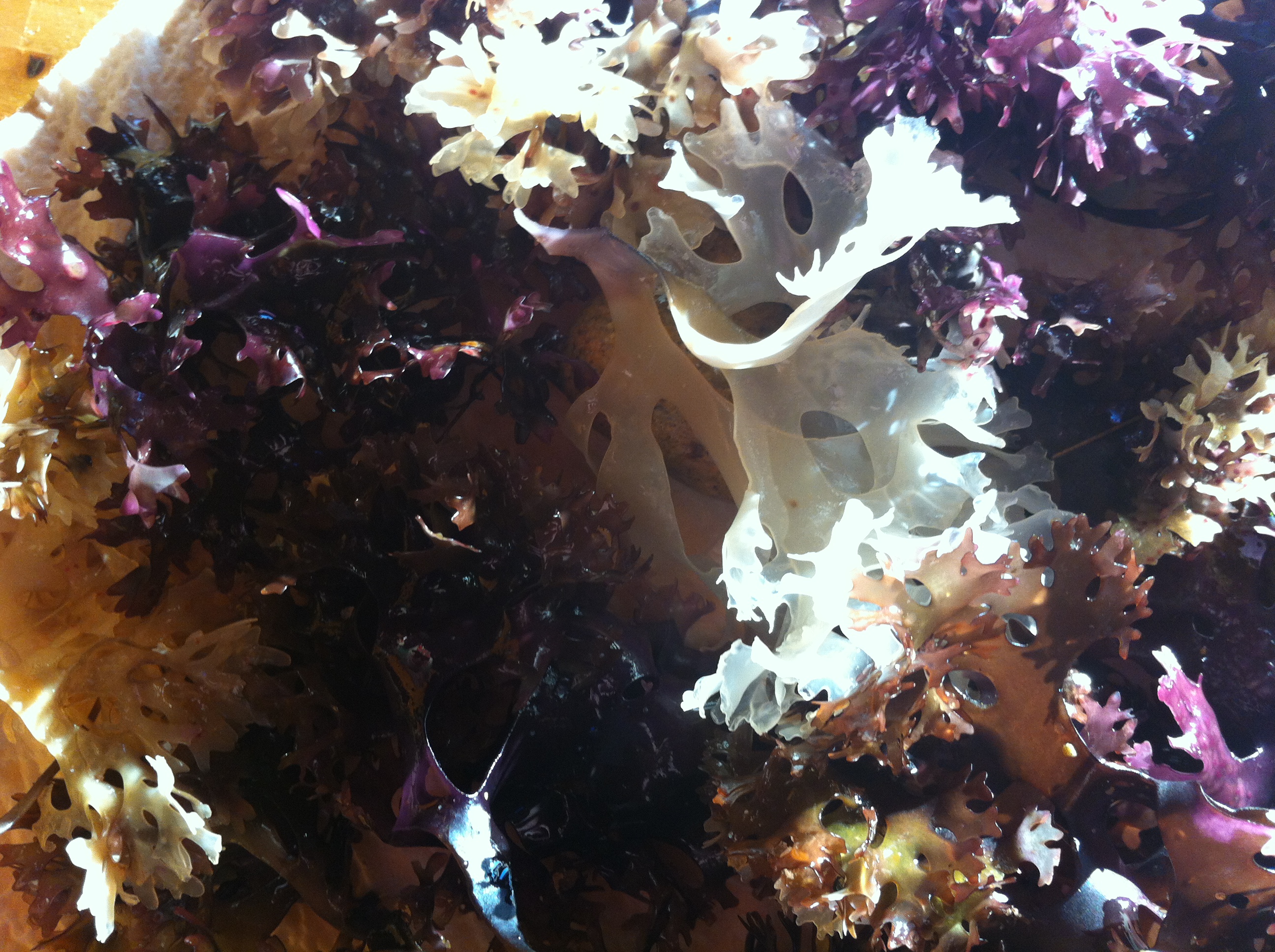 montauk seaweed (2)