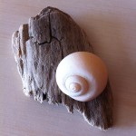 montauk shells